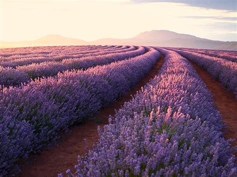 3840x2160px Free Download Hd Wallpaper Landscape Lavender