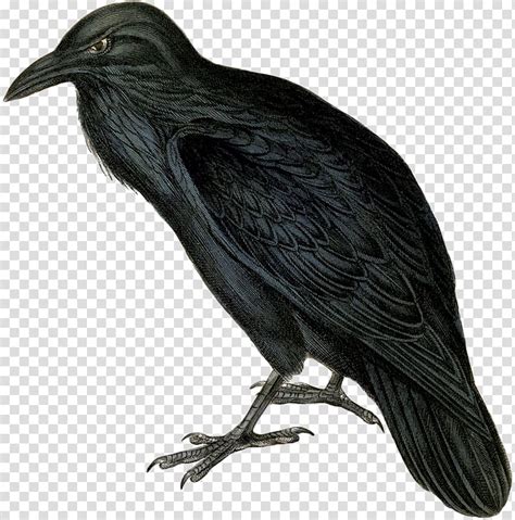 Clipart Of A Raven 20 Free Cliparts Download Images On Clipground 2023