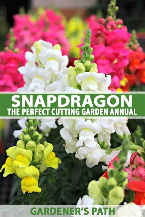 How To Grow And Care For Snapdragon Flowers Antirrhinum Majus