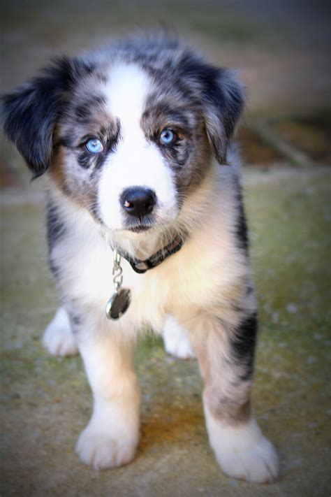 Mini Australian Shepherd Puppy Blue Eyes Tosha Houck