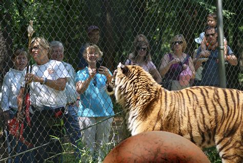 Visit Carolina Tiger Rescue