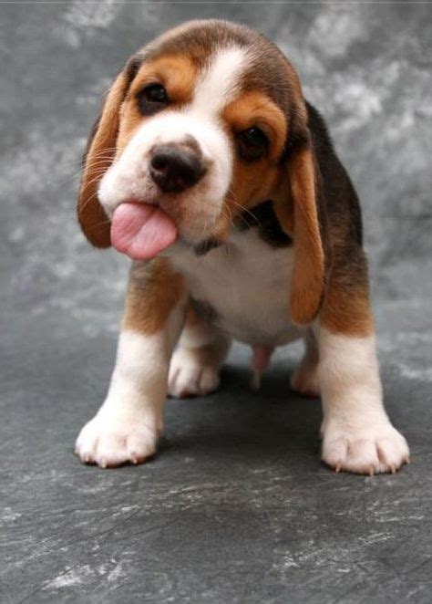 40 Best Dog Book Images I Love Dogs Dog Lovers Beagle