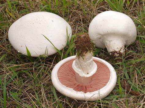 11 Edible Mushrooms In The Us And How To Tell Theyre Not Toxic 2022