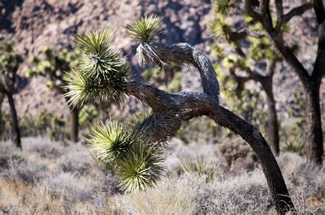 Joshua Tree Cacti Free Stock Photo Public Domain Pictures