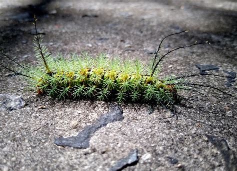 8 Stinging Caterpillars All Home Gardeners Should Be Aware Of Bob Vila