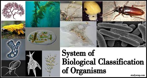 Biological Classification Of Organisms Study Wrap