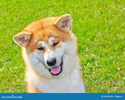Akita Inu Japanese Dog Smiles Stock Photo Image Of Animal Pedigreed