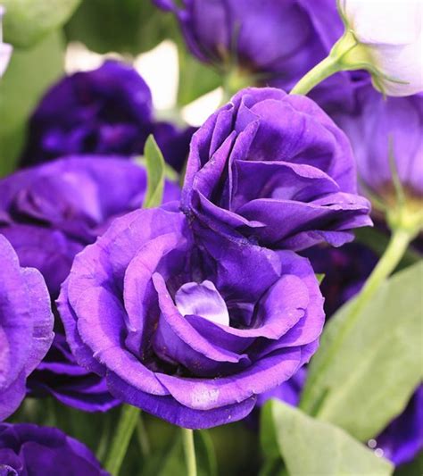Saint jhn — roses (imanbek remix) 03:12. Meaning of Purple Colors of the Flowers | Blah and More - Indian Fashion and Lifestyle Blog