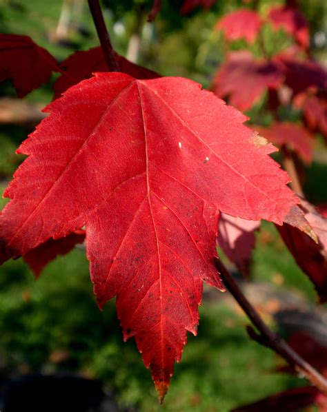 Acer Rubrum Autumn Spireautumn Spire Mapledeciduous Shade Treefull