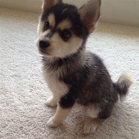 Pomsky puppies for sale, we carry variety breed from toy to large breeds here. Puppies For Sale : Biological Science Picture Directory ...