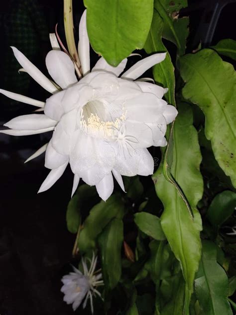 Brahma Kamal A Rare Flower Night Blooming Cereus Queen Of The Night