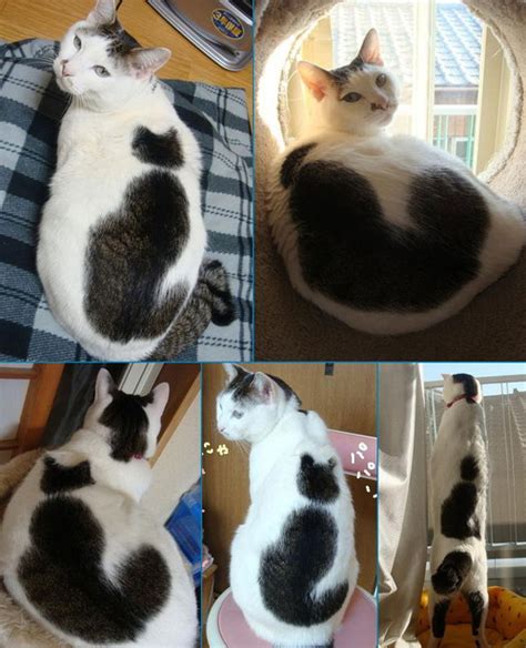 These Patterns Are Fur Real Life With Cats