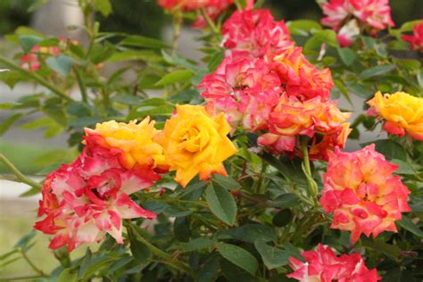 Gardenzeus Recommendations For Miniature Rose Varieties In California