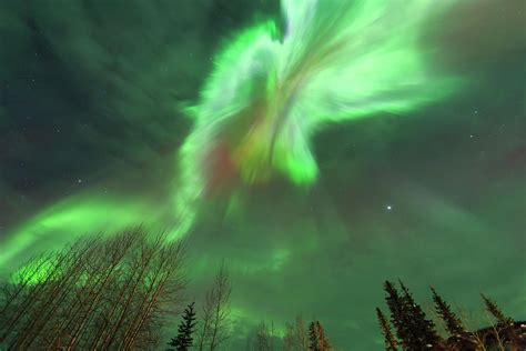 Aurora Borealis Near Fairbanks Alaska Photograph By Stuart