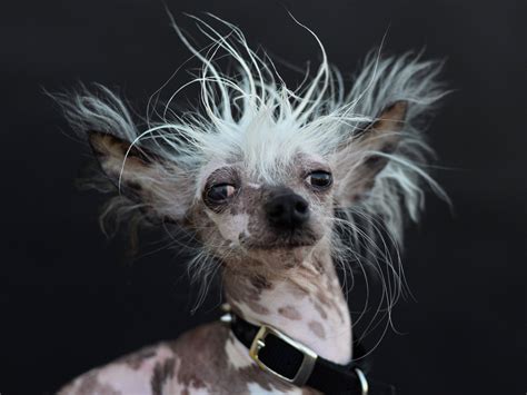 Peanut Worlds Ugliest Dog Contest 2015 Pictures Cbs News