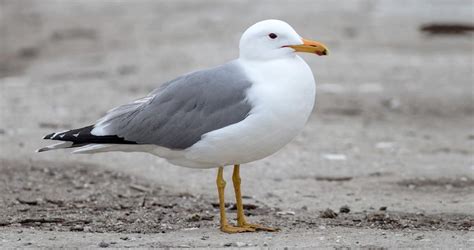 California Gull Identification All About Birds Cornell Lab Of Ornithology