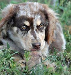 We did not find results for: Siberian Husky/Cocker Spaniel Puppy! Adorable! | Just Down ...