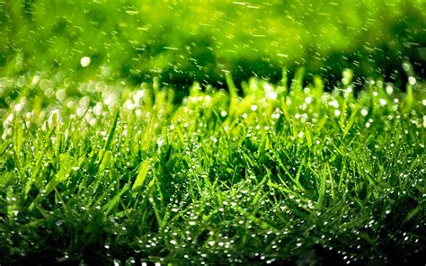 Hd Wallpaper Grass Download Pixelstalknet