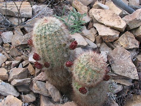 Cactus plants for sale| rare astrophytum and gymnocalycium varieties. PlantFiles Pictures: Brownspine Hedgehog Cactus, Green ...