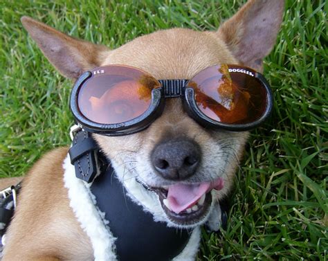Roni Di Lullo Made А Fortune Selling Glasses For Dogs The Doggles