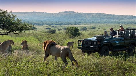 Südafrika Safari Deine Erste Safari In Sudafrika 7 Wichtige Tipps