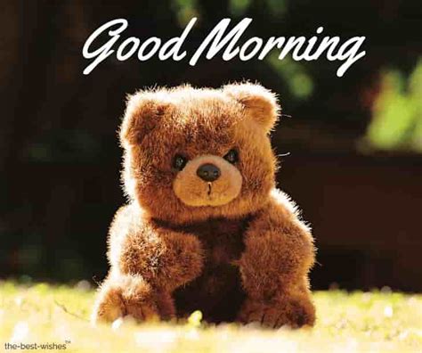 Today we have brought you cute and smiley good morning whom can you send good morning teddy bear pictures. 101+ Cute Good Morning Teddy Bear Images | Best Collection