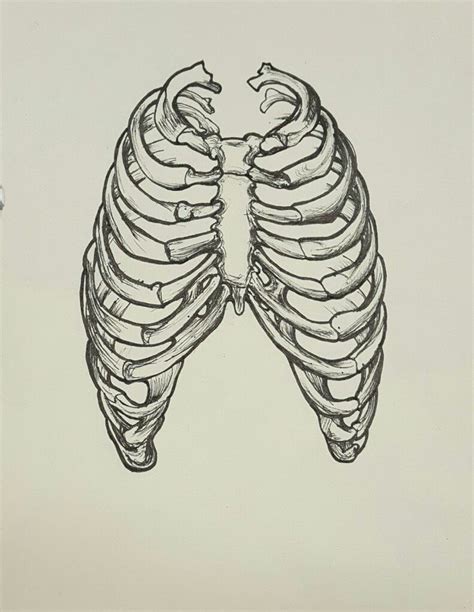 Anatomically Correct Rib Cage Pen Art Rib Cage Humanoid Sketch