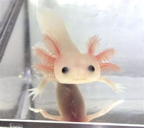 Axolotls are plentiful in the minecraft world & are usually pretty easy to find. Buy Live Axolotls for Sale in Colorado • Shop Online Now ...