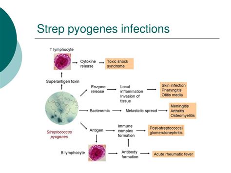 Ppt Streptococcus Powerpoint Presentation Free Download Id765884