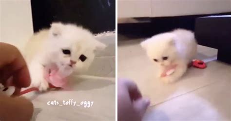 Kitten Defends Its Pacifier Gag