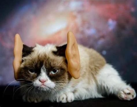 25 Of The Best Grumpy Cat Moments