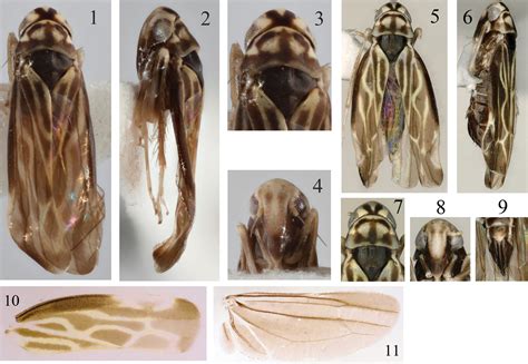 A New Unique Leafhopper Genus Of Erythroneurini From Thailand With The Description Of One New