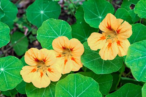 How To Grow And Care For Nasturtium