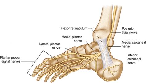 Plantar Fasciitis Or Is It Adelaide West Physio Pilates