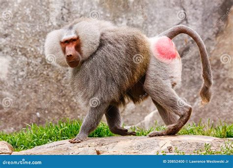 Male Hamadryas Baboon Papio Hamadrya Ghana Africa Royalty Free Stock Image