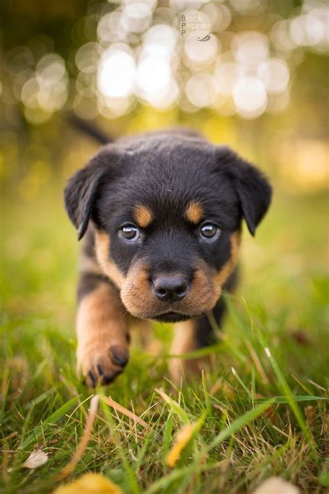 If puppies are orphaned, they may not receive sufficient fluids because they are not nursing enough, regardless of whether they are being fed. blackpepperphotos | Baby rottweiler, Rottweiler dog, Rottweiler puppies