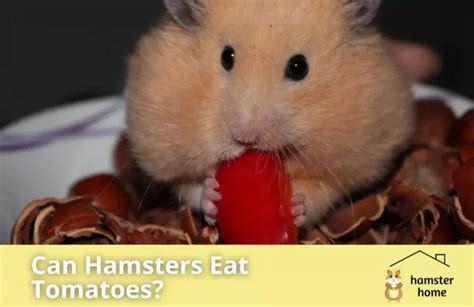 What Can A Hamster Eat A Complete Feeding Guide Animal Care Guides