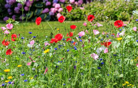 How To Sow Wild Flower Seeds