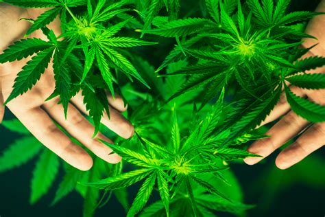 Insurance for Cannabis | High Green News