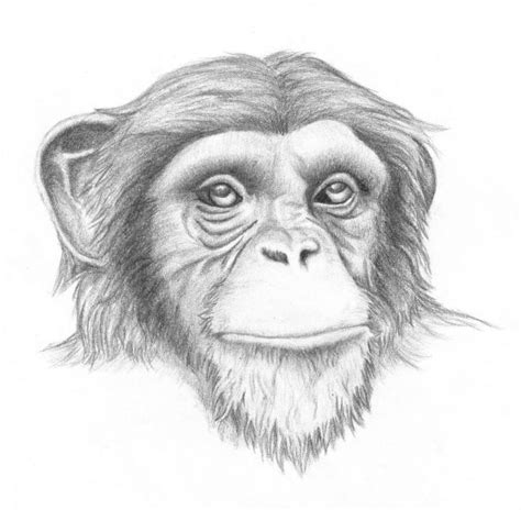 Pencil Monkey Face Drawing Clip Art Library