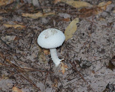Mushroom Basidiomycetes Big Sandy Trail Head Big