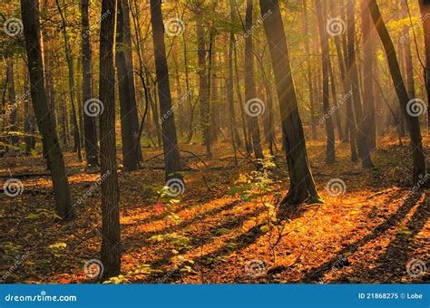 Dawn In Wood Hdr Stock Image Image Of Autumn Sunrise 21868275