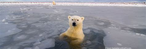 Alaskas Polar Bears Alaska Wilderness League