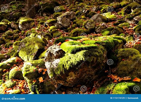 Moss Covered Stones In Nature Stock Image Image Of Scenery Season
