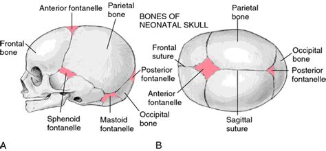 Fontanelle Definition Of Fontanelle By Medical Dictionary