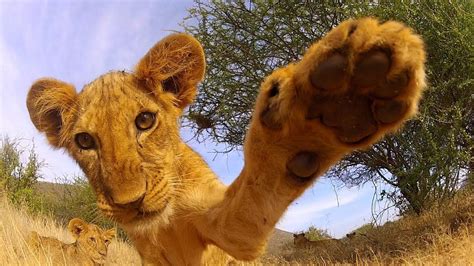 Gopro Lion Cub Roar Tv Commercial Youtube