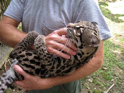 Tame Margay Cat Picture