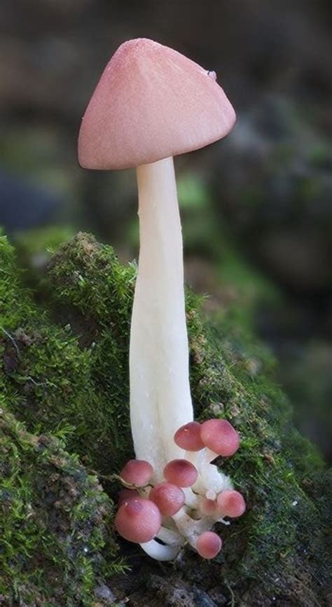 Pink Mushroom Mushroom Fungi Mushroom Art Mushroom Hunting Wild
