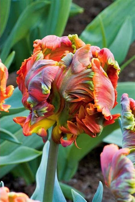 6 Tulipes Perroquet Blumex Bulbes De Printemps Graines De Fleurs