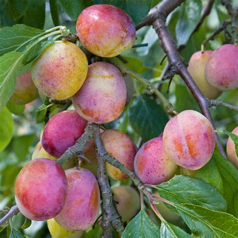 Download apples and plums images and photos. Blog : Pomona Fruits